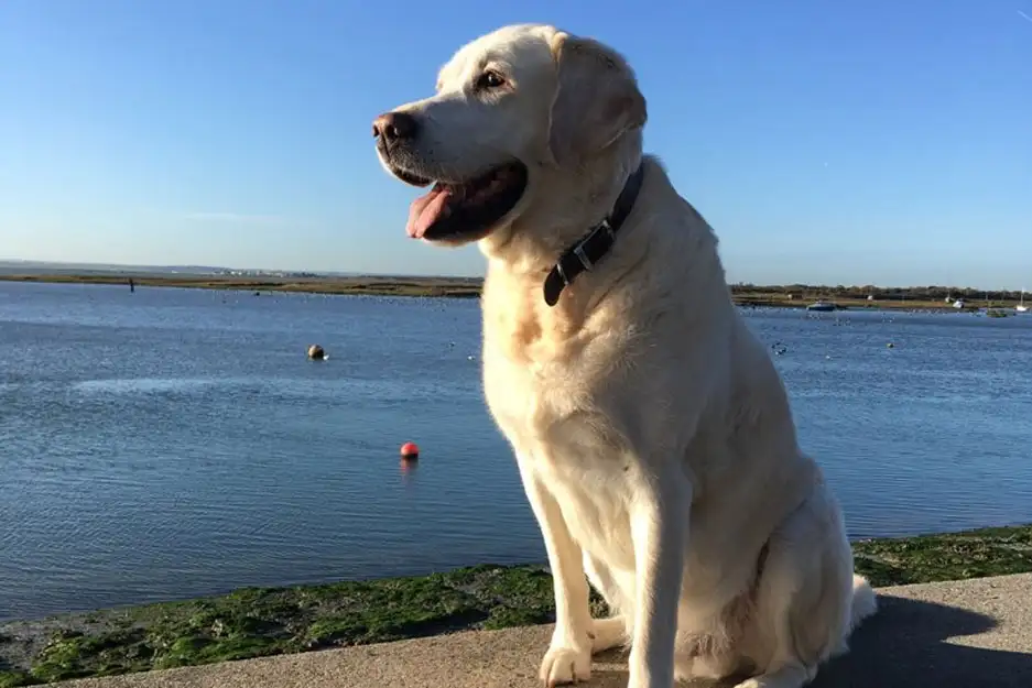 how to keep big dogs cool in hot weather